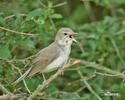 Garden Warbler