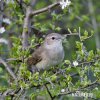 Garden Warbler