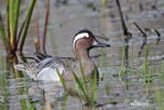 Garganey