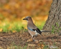 Garrulus glandarius