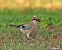 Garrulus glandarius