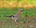 Garrulus glandarius