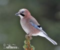 Garrulus glandarius