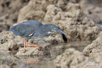 Garza enana de las Galápagos