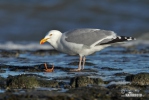 Gaviota argéntea