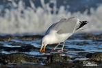 Gaviota argéntea