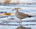 Gaviota argéntea