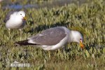 Gaviota californiana