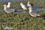 Gaviota californiana