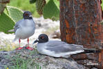 Gaviota de Galápagos