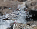 Gaviota de Galápagos