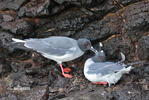 Gaviota de Galápagos