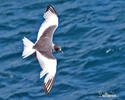 Gaviota de Galápagos