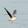 Gaviota enana