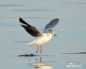 Gaviota enana