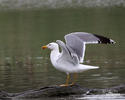 Gaviota patiamarilla