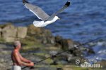 Gaviota patiamarilla