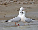 Gaviota picofina