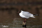 Gaviota reidora