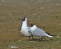 Gaviota reidora