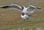 Gaviota reidora