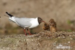 Gaviota reidora