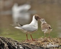 Gaviota reidora