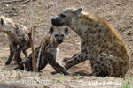 Gevlekte hyena