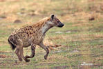 Gevlekte hyena