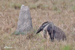 Giant Anteater