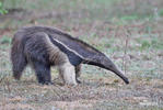 Giant Anteater