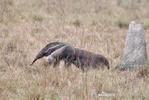 Giant Anteater