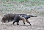 Giant Anteater