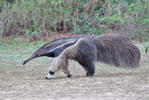 Giant Anteater