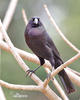 Giant Cowbird