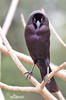 Giant Cowbird