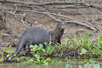 Giant Otter