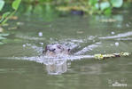 Giant Otter