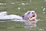 Giant Otter