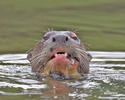 Giant Otter