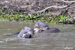 Giant Otter