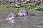 Giant Otter