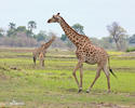 Girafe