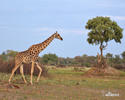 Giraffa camelopardalis giraffa