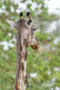 Giraffa camelopardalis giraffa