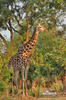 Giraffa camelopardalis giraffa
