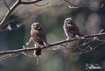 Glaucidium passerinum