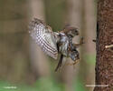 Glaucidium passerinum