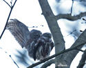 Glaucidium passerinum