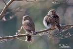 Glaucidium passerinum